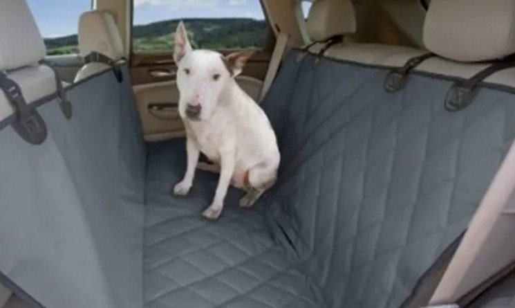 Best Back Seat Car Covers For Dogs