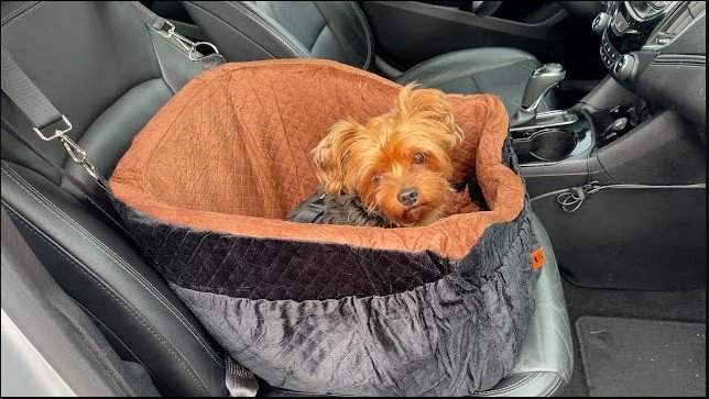 Best Car Seats For Dachshund