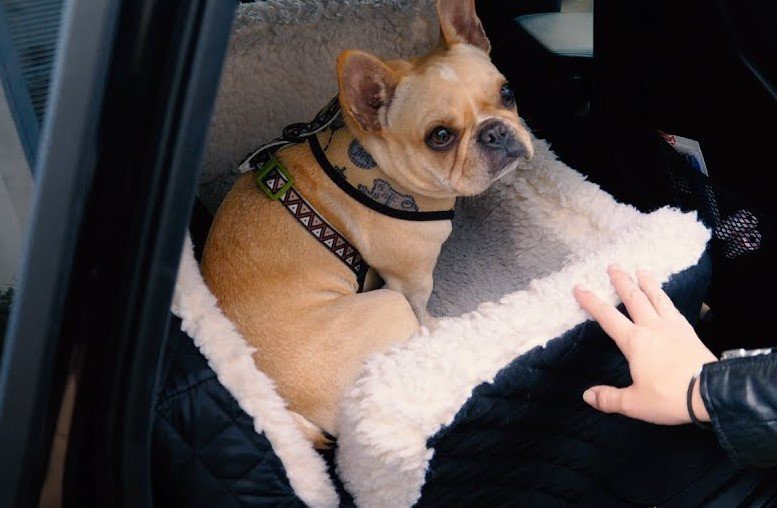 best car seats for french bulldog