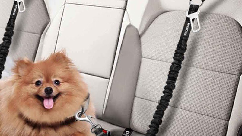 best dog car seat belts