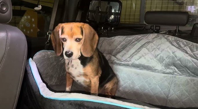 best dog car seats for large dogs